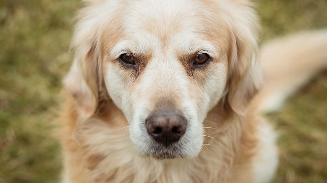 Perro policía sufre sobredosis al detectar drogas en un pasajero de un crucero