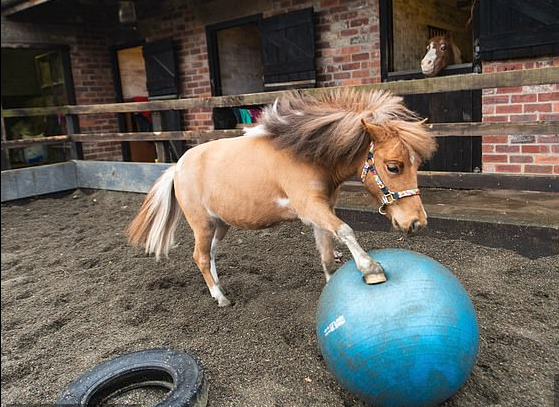 Pony causa sensación por sus dotes de futbolista (+video)