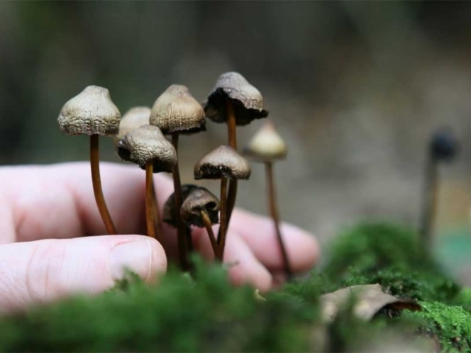 Quieren legalizar los hongos alucinógenos en EEUU