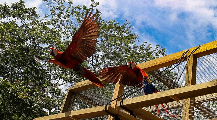 Ocho guacamayas rojas son liberadas por programa de reproducción en Copán Ruinas