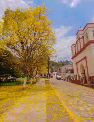 Festival de la Rosquilla 3