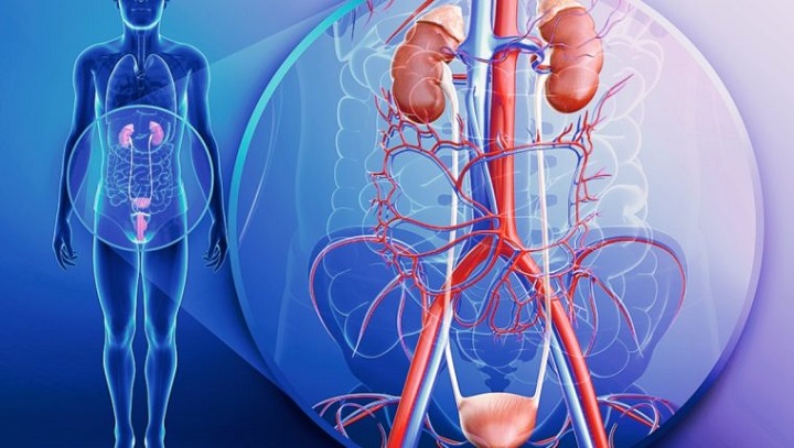 ¿Sabías que es posible vivir sin algunos órganos de tu cuerpo o con parte de ellos? Descúbrelos aquí
