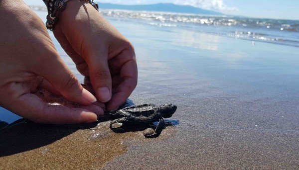 Liberan 900 crías de tortugas golfinas al clausurar proyecto de conservación en Golfo de Fonseca