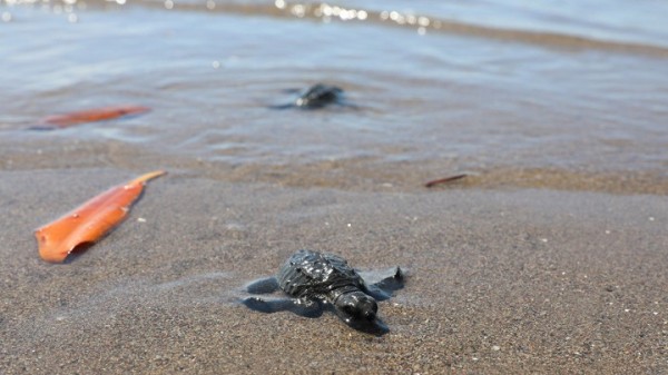 Liberan 900 crías de tortugas golfinas al clausurar proyecto de conservación en Golfo de Fonseca