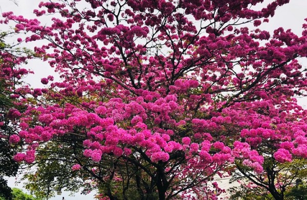 Los Macuelizo en flor embellecen San Pedro Sula