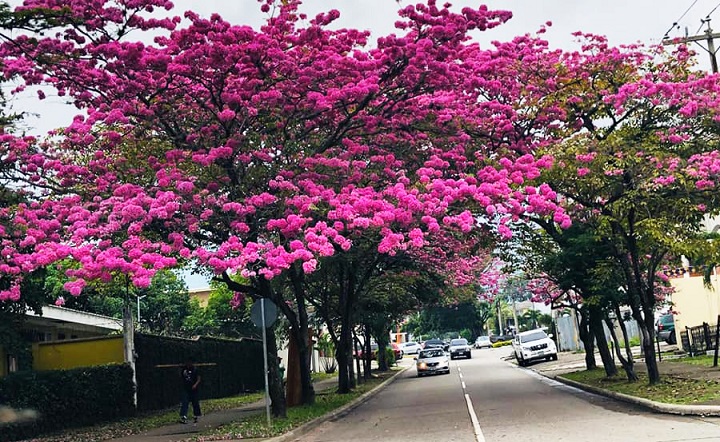 Los Macuelizo en flor embellecen San Pedro Sula