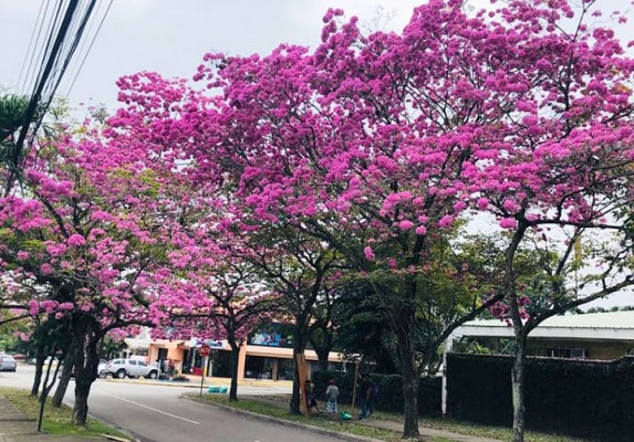 Los Macuelizo en flor embellecen San Pedro Sula