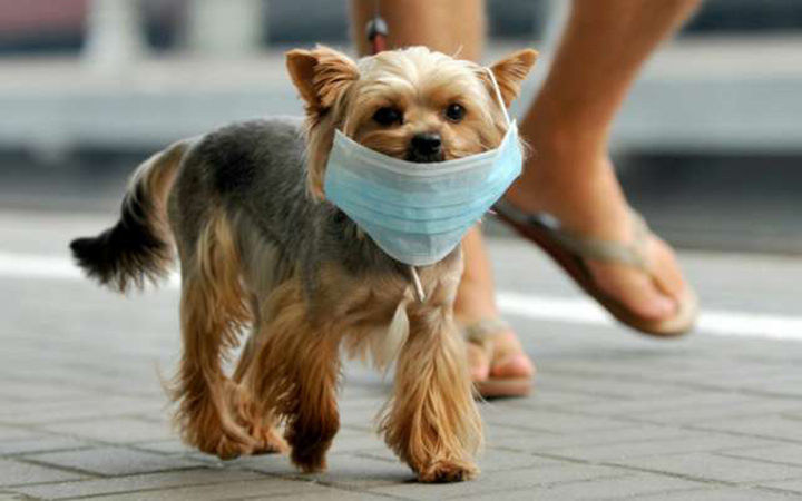 Recomiendan no ponerle mascarillas a las mascotas para prevenir el coronavirus