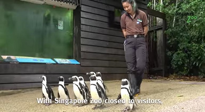 En Singapur sacan a pasear a los pingüinos para que no se aburran