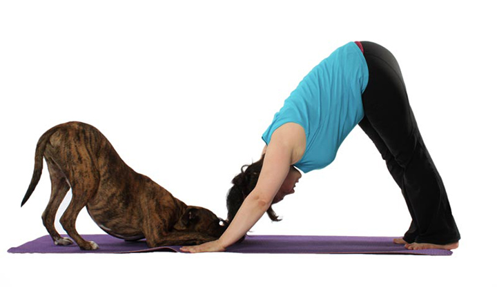 Yoga para perros, una experiencia grata y de relajación