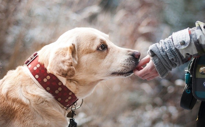 Científicos descubren un nuevo coronavirus que se transmite de perros a humanos