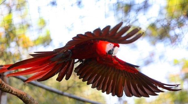 Cinco guaras rojas fueron liberadas luego de ser rehabilitadas para su reproducción y preservación