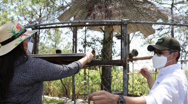 Cinco guaras rojas fueron liberadas luego de ser rehabilitadas para su reproducción y preservación