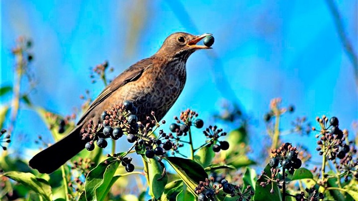 Justicia francesa declara ilegal la caza de aves con técnica de pegamento