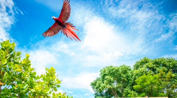 Para preservar la especie: seis guaras rojas nacidas en cautiverio son liberadas en Copán Ruinas