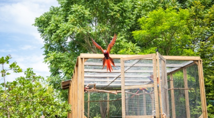 Para preservar la especie: seis guaras rojas nacidas en cautiverio son liberadas en Copán Ruinas