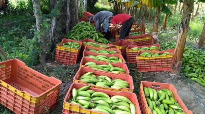 Promueven tecnologías israelíes que pueden innovar el sector agroalimentario en Honduras