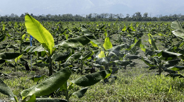 En Cortés: Más de 4.500 empleos esperan reactivar en sector bananero con bono del Gobierno