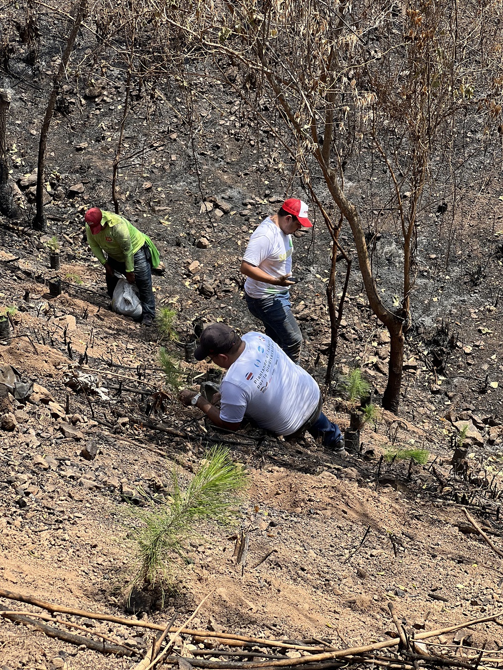 Supermercados Colonial se une al Sembrathon 2023 para reforestar un sector de Cofradía