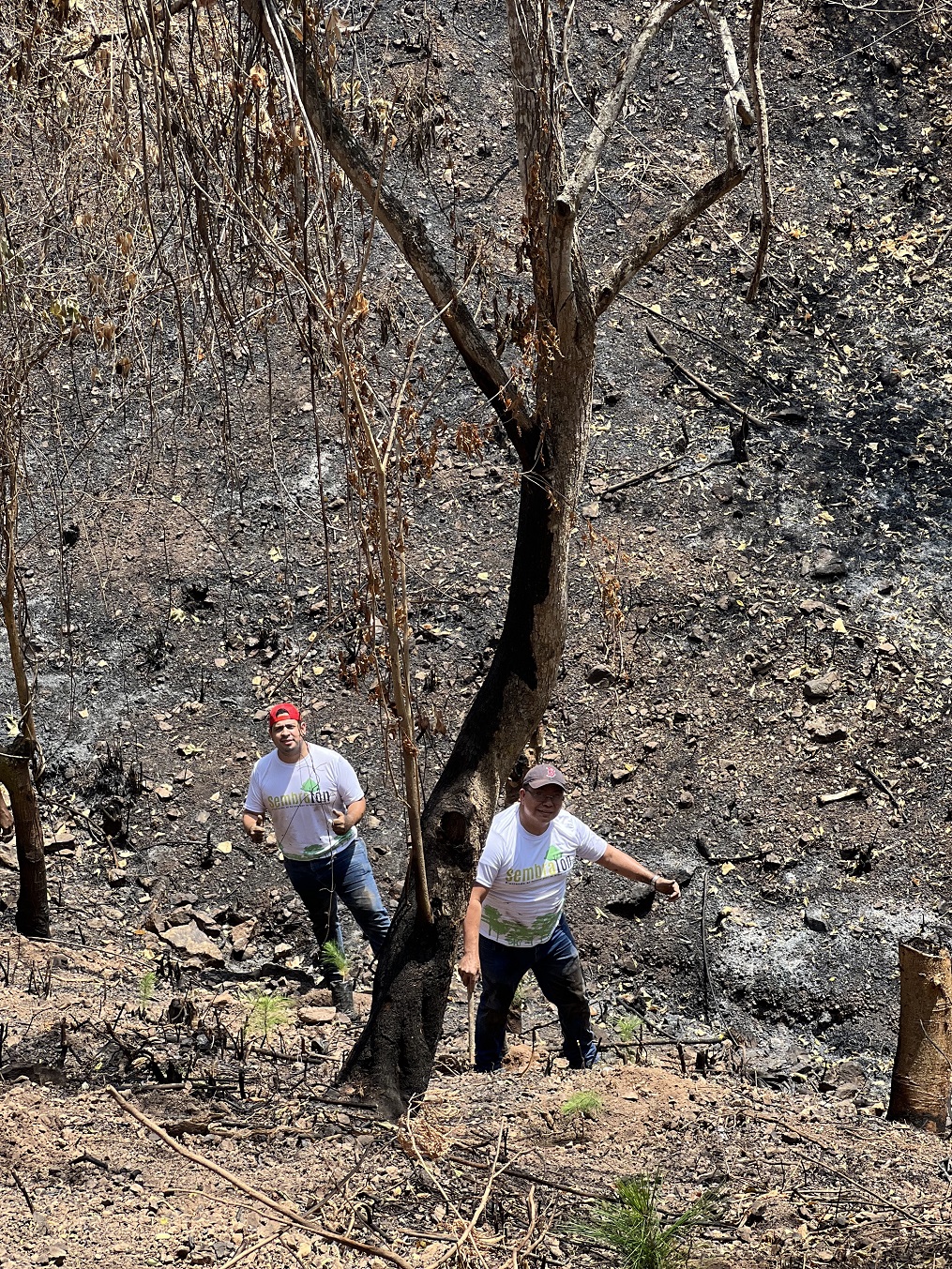 Supermercados Colonial se une al Sembrathon 2023 para reforestar un sector de Cofradía