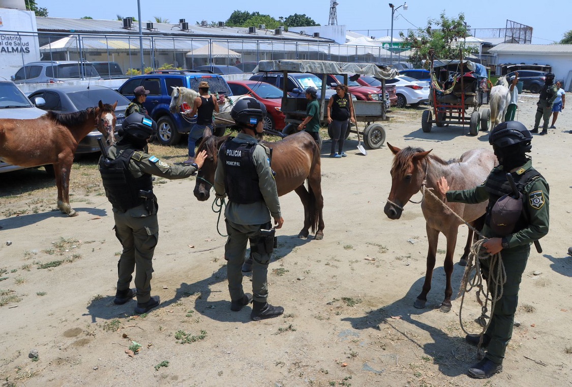 Por maltrato animal: decomisan carretas haladas con caballo