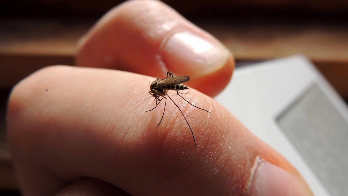 Honduras registró cuatro muertes y alrededor de 7.000 infecciones por dengue